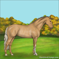 Horse Color:Palomino Roan Rabicano 