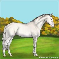 Horse Color:Cremello Roan Onyx Appaloosa