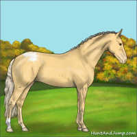 Horse Color:Palomino Varnish 