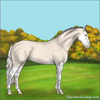 Horse Color:Cremello Splash Varnish 