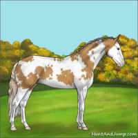 Horse Color:White Spotted Palomino Splash Appaloosa 
