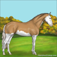 Horse Color:Palomino Splash 