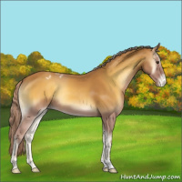 Horse Color:Palomino Onyx Appaloosa 