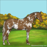 Horse Color:White Spotted Chocolate Palomino 