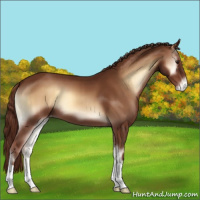 Horse Color:Red Onyx Appaloosa 