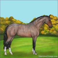 Horse Color:Bay Roan 
