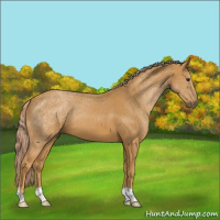 Horse Color:Palomino 