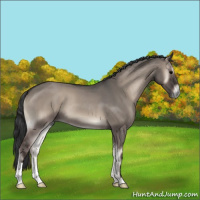 Horse Color:Grullo Roan Onyx 