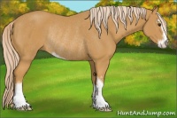 Horse Color:Palomino Sabino Rabicano 