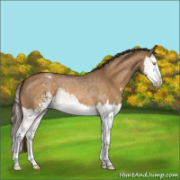 Horse Color:Buckskin Roan Dun Sabino Splash Appaloosa 