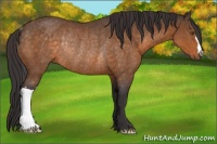 Horse Color:Buckskin Mushroom Rabicano 
