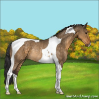 Horse Color:Buckskin Dun Tobiano Rabicano 