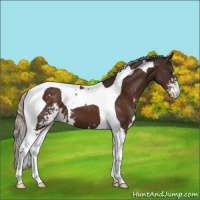 Horse Color:Silver Brown Sabino Tobiano 
