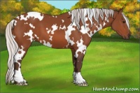 Horse Color:White Spotted Silver Bay 