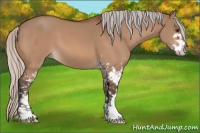 Horse Color:Silver Brown Dun Sabino 