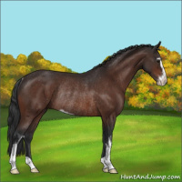Horse Color:Brown Sabino Rabicano 