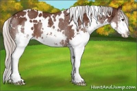 Horse Color:White Spotted Silver Brown Sabino Splash Rabicano 