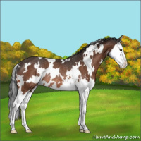 Horse Color:White Spotted Bay Splash Appaloosa Rabicano 