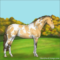 Horse Color:White Spotted Buckskin Appaloosa Rabicano 