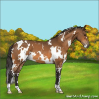 Horse Color:White Spotted Buckskin 