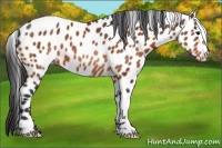 Horse Color:Bay Appaloosa 