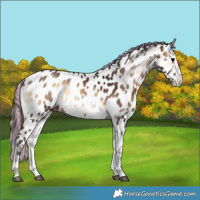 Horse Color:Painted White Spotted Bay Onyx Appaloosa 