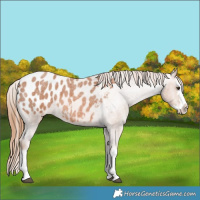 Horse Color:Red Roan Splash Appaloosa 