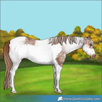 Horse Color:White Spotted Chestnut Tobiano Frame Rabicano 
