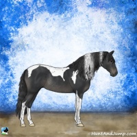 Horse Color:Black Tobiano Rabicano