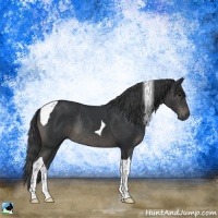 Horse Color:Black Tobiano Rabicano