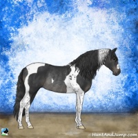 Horse Color:Black Tobiano Rabicano
