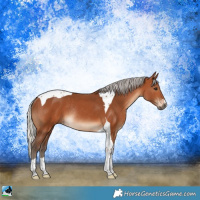 Horse Color:Silver Brown Tobiano Rabicano
