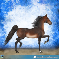 Horse Color:Bay Rabicano 
