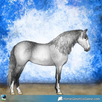 Horse Color:Gray Black Sabino Rabicano