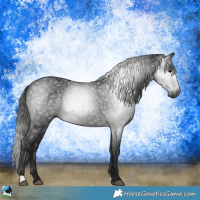 Horse Color:Gray Black Rabicano 