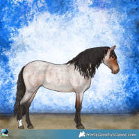 Horse Color:Bay Roan 
