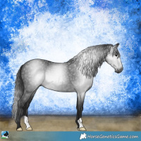 Horse Color:Gray Black Rabicano 