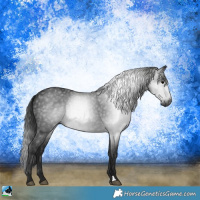 Horse Color:Gray Black Rabicano 