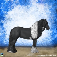 Horse Color:Black Tobiano Rabicano
