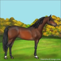 Horse Color:Brown 