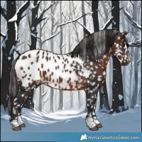 Horse Color:Brown Appaloosa