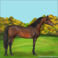Horse Color:Brown 