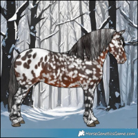 Horse Color:Brown Appaloosa 