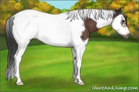 Horse Color:Brown Splash Tobiano Frame Rabicano