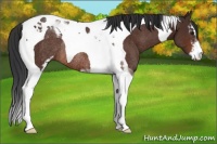 Horse Color:Brown Sabino Tobiano Rabicano 