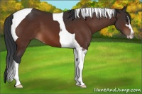 Horse Color:Bay Sabino Tobiano 