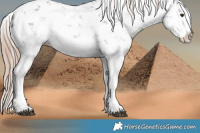 Horse Color:Liver Chestnut Sabino Splash 