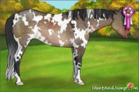 Horse Color:White Spotted Brown Dun 