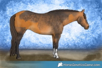 Horse Color:Buckskin Sabino Rabicano  and Buckskin Sabino Rabicano 