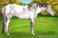 Horse Color:White Spotted Grullo Pearl 